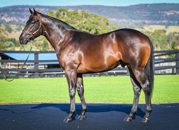 Agenda Setter a $250,000 Inglis Easter Yearling