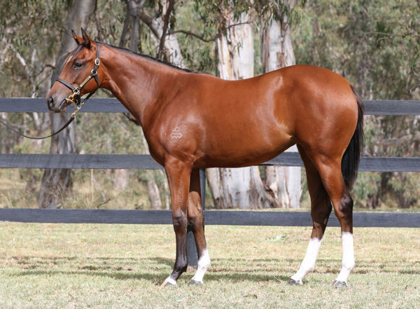 Aiming a $200,000 Inglis Premier yearling