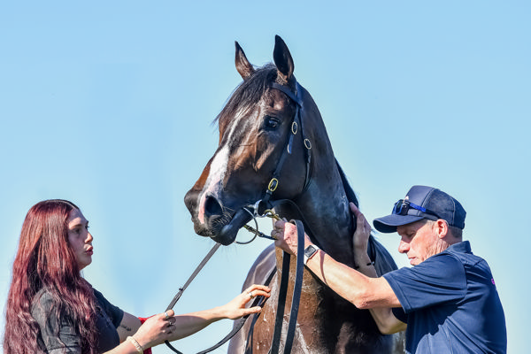 Akicita is a handsome son of a gun (image Pat Scala/Racing Photos)