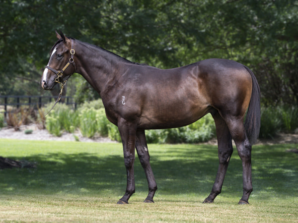 Akicita a $300,000 Inglis Premier yearling