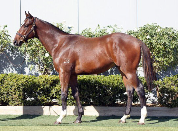 Already A Star an $8,000 Inglis HTBA May Yearling 