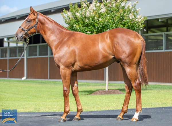 Althoff a $500,000 Magic Millions yearling