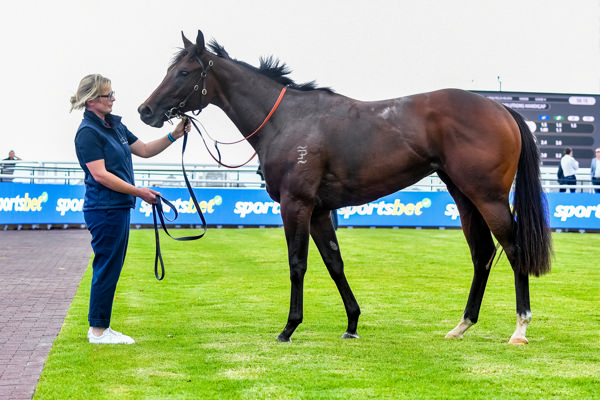 Ameena strikes a pose (image Pat Scala/Racing Photos)