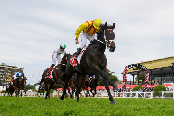 Amokura completes a remarkable rise (image Michael McInally/Racing Queensland)