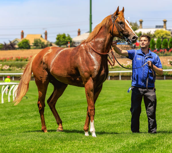 Amur is a strapping son of Snitzel (image Grant Courtney)