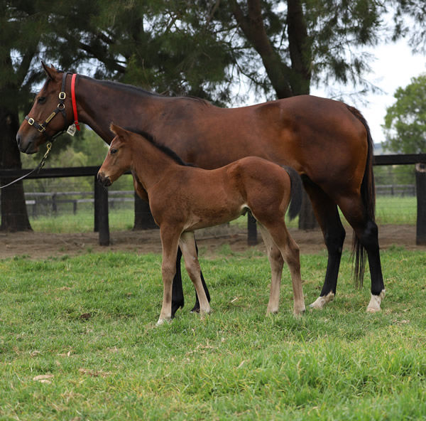 Anaheed and her 2022 colt foal by I Am Invincible at Segenhoe Stud.