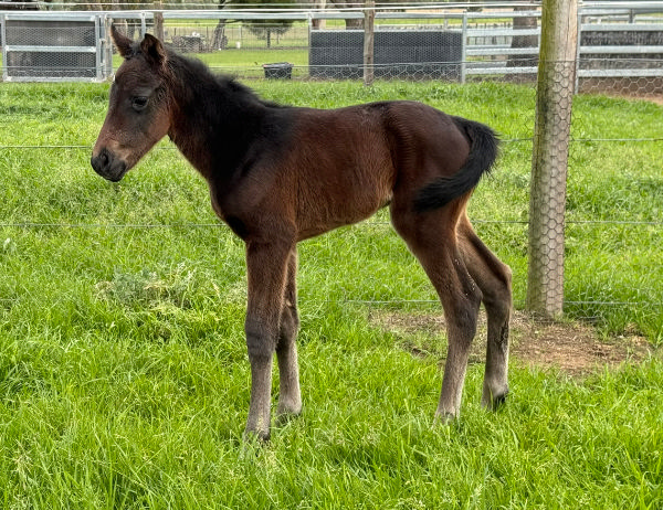 First for Anamoe, a filly from Chianti bred by Kambula Stud.