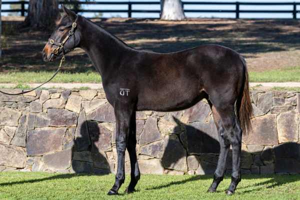 Lot 84 - one of only three colts in the sale by Anamoe.
