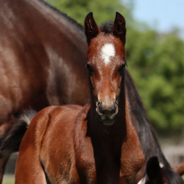 Anamoe x Veronica Jane colt at Lime Country Thoroughbreds