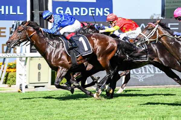 Anamoe will be a hot favourite to be NSW Horse of the Year - image Steve Hart