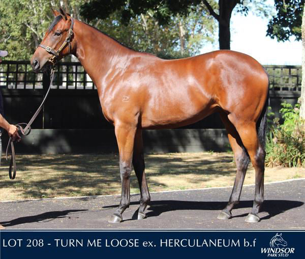 Ancient Girl a $150,000 Inglis Premier Yearling