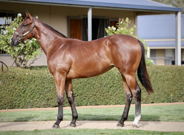 Andrina a $180,000 Inglis Premier yearling