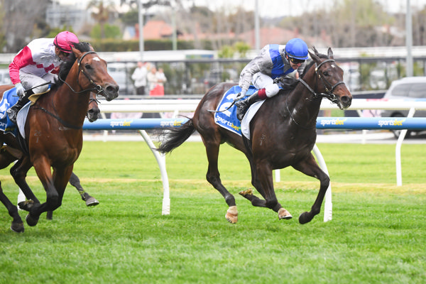 Angel Capital takes the shortest way home (image Pat Scala/Racing Photos)