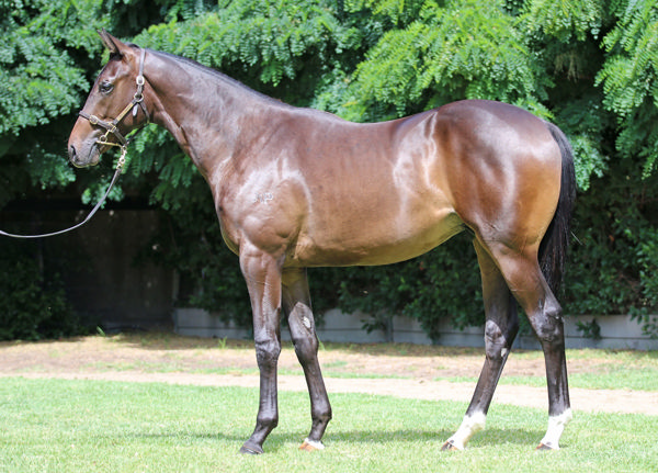 Angel Capital a $400,000 Inglis Premier yearling