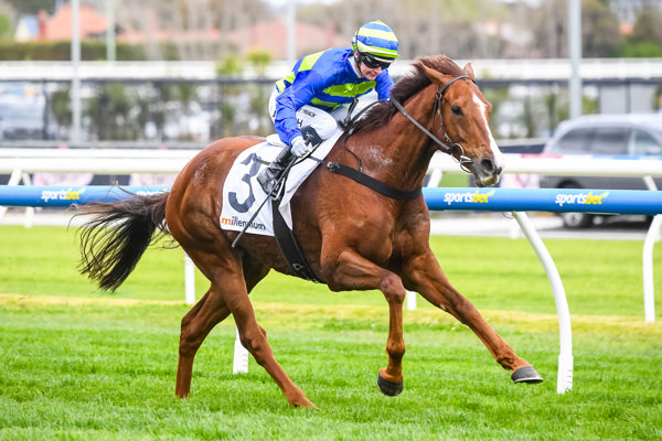 Another Wil is seeking his first G1 in the Toorak Handicap - image Grant Courtney