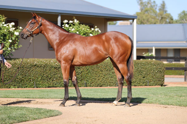 Arctic Glamour a $185,000 Inglis Premier yearling