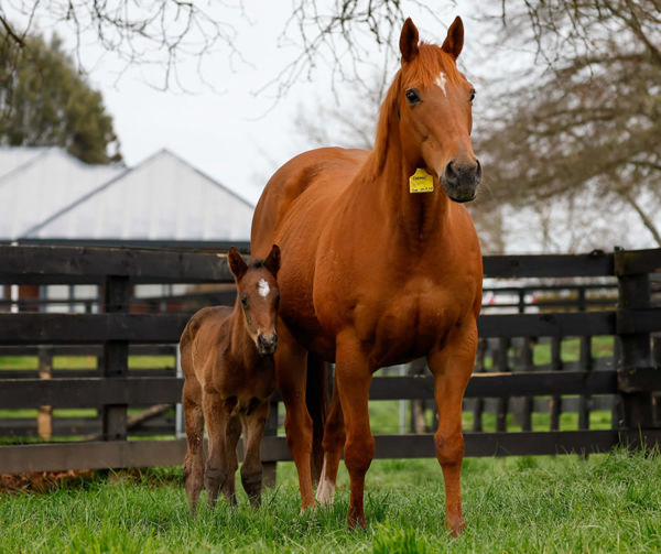 Ardrossan x Cosmic colt at Elsdon Park