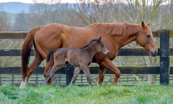 Ardrossan x Cosmic colt