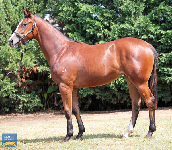 Aristella an $85,000 Magic Millions March yearling