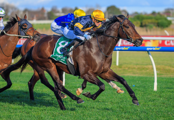 Arkansaw Kid has a full brother in the NZB Ready to Run Sale - image Grant Courtney