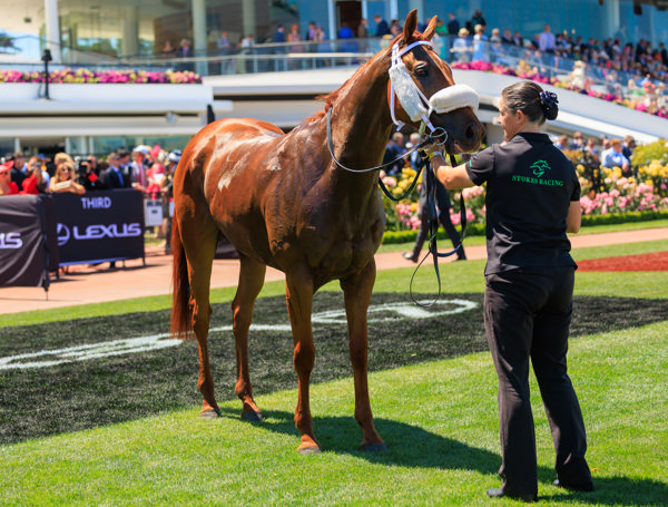 Stakes breakthrough for Arran Bay (image Grant Courtney)