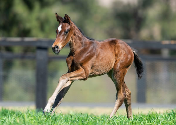 As Time Goes By was a Foal Gallery star in 2019 for Segenhoe Stud.