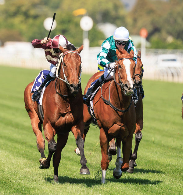 Ashford Street overpowers Yulong Command (image Grant Courtney)