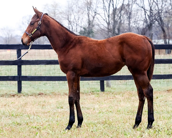 Audible filly (Fasig-Tipton)