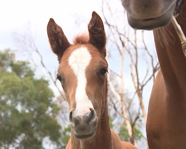 Autumn Angel was filmed as a foal at Arrowfield for Bred to Win.