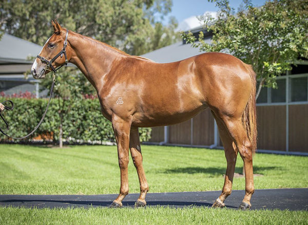 Autumn Angel a $230,000 Inglis Easter yearling