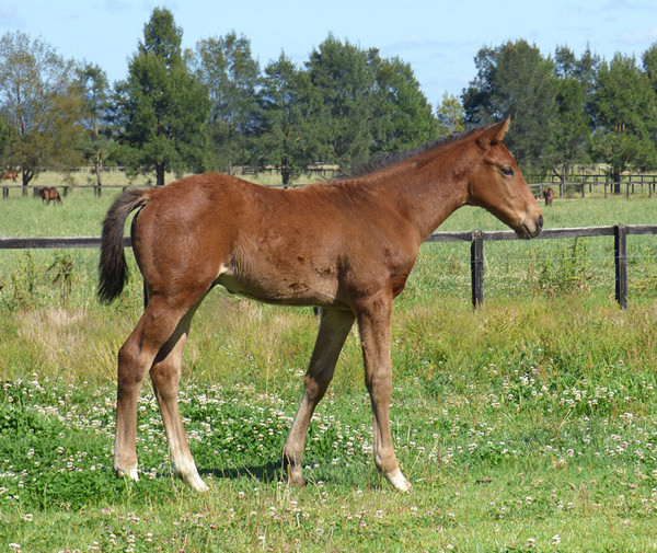 From Little Things, Big Things Grow - Autumn Boy As A Foal - Image Amarina Farm