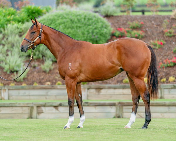 Autumn Glow a $1,800,000 Easter Sale topping yearling