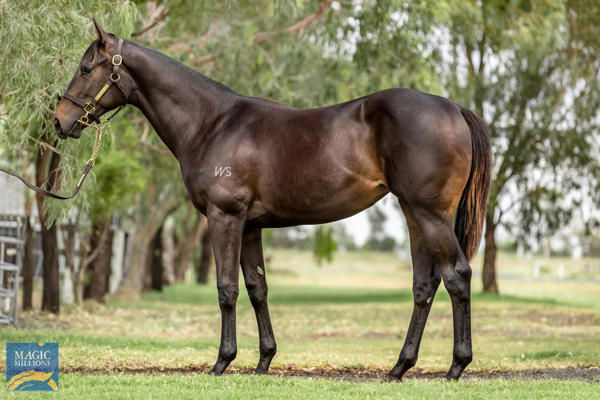 Avebury a $200,000 Magic Millions yearling