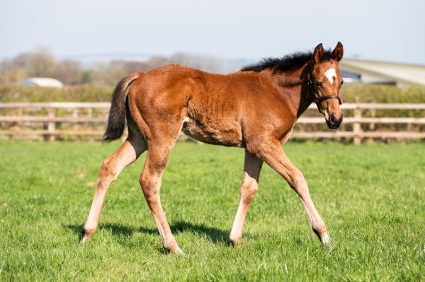 One of the stunning Henry Longfellow foals born in the Northern Hemisphere - filly from Seixas.