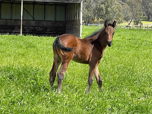 Baby Ryan has made it to the winner's circle!