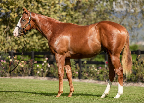 Bases Loaded a $400,000 Inglis Easter yearling