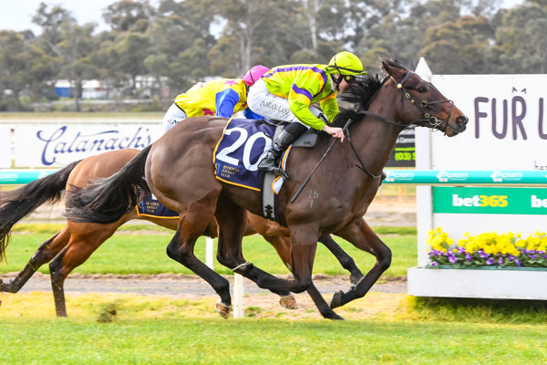 Band Of Brothers gets the better of Let'sfacethemusic (image Brett Holburt/Racing Photos)