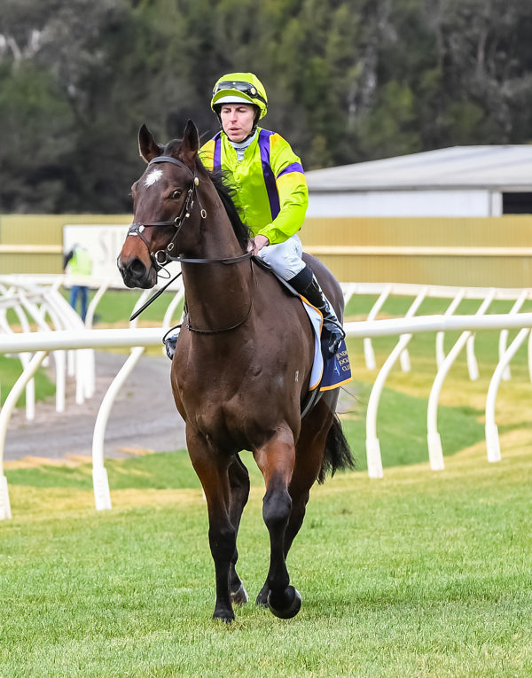 Band of Brothers a strapping son of Omaha Beach (image Brett Holburt/Racing Photos)