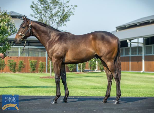 Baraqiel a $150,000 Magic Millions yearling