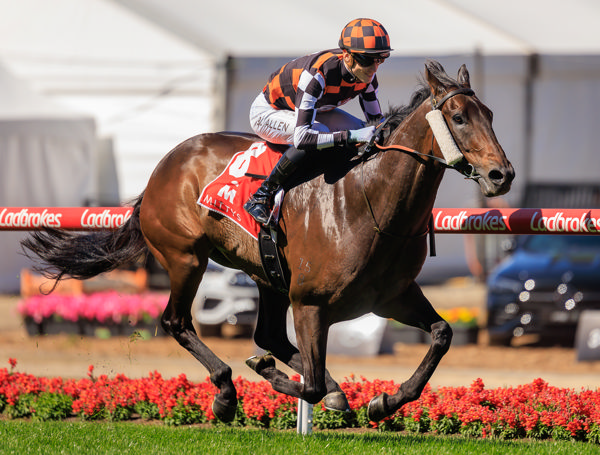  Baraqiel in a breeze (image Grant Courtney)