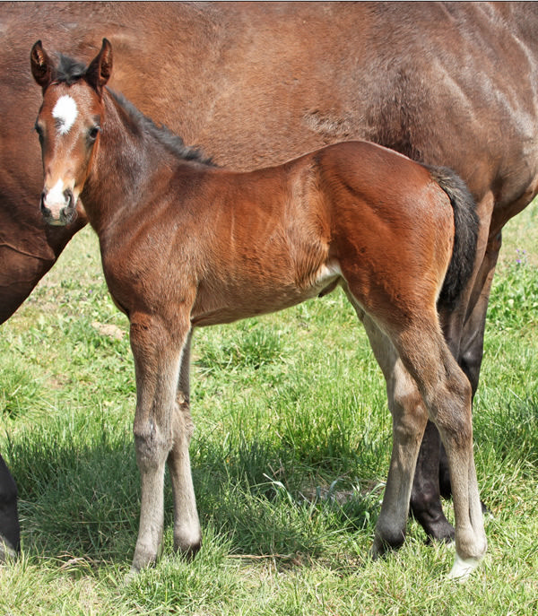 Barbaric filly born last spring from imported SW Lune Rouge (USA), who is back in foal to him again.