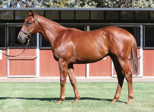 Beau Rossa an $80,000 Adelaide Magic Millions yearling