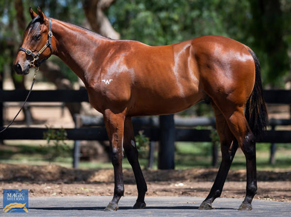 Bel Air a $320,000 Magic Millions yearling