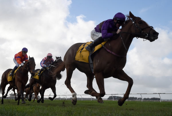 Belardo Boy winning the Listed Sinclair Electrical & Refrigeration Opunake Cup (1400m) at Hawera on Tuesday,  Photo: Peter Rubery (Race Images Palmerston North)