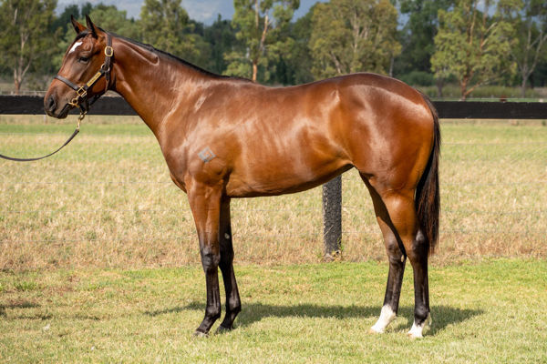 Bella Khadijah an $80,000 Inglis Classic yearling