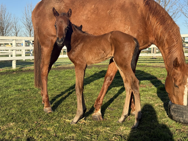 Benbatl (GB) filly from Zeebling.