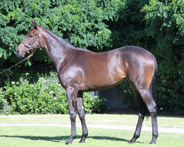 Benedetta a $75,000 Inglis Premier yearling