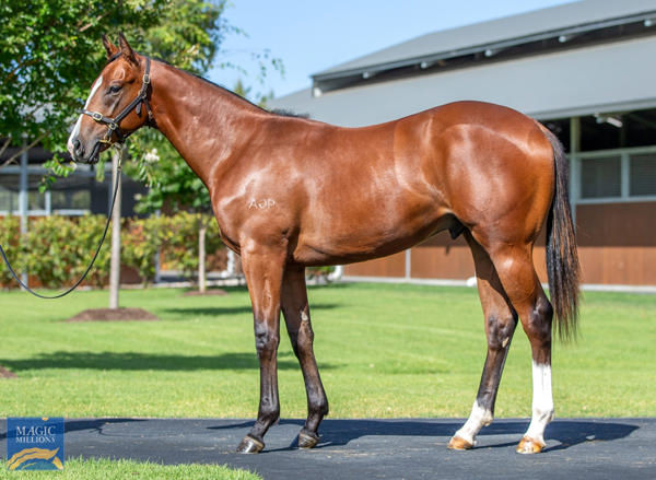 Bittercreek a $375,000 Magic Millions yearling