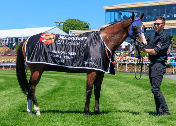 Bittercreek has a stallions pedigree (image Grant Courtney)