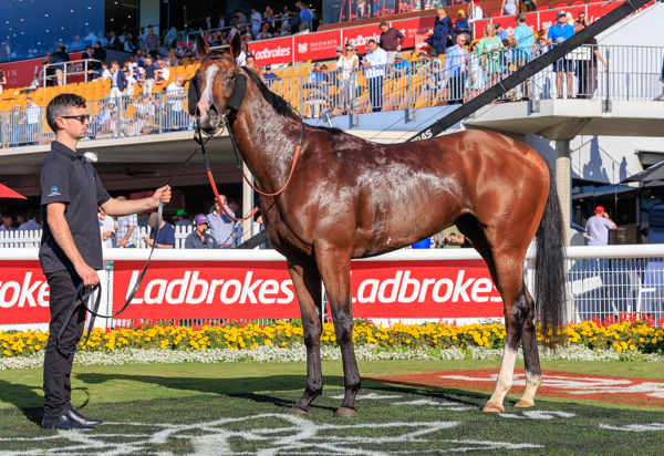 Stallion material (image Grant Courtney)